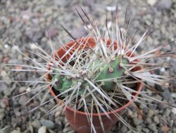 Maihuenia ovata, květináč 5,5 cm - 12411317