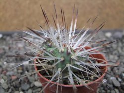 Maihuenia ovata, květináč 5,5 cm - 12411319