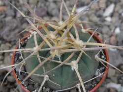 Gymnocalycium armatum, pot 5,5 cm - 12411331