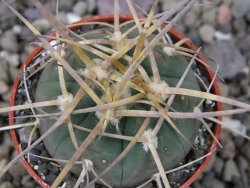 Gymnocalycium armatum, pot 5,5 cm - 12411332