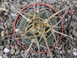 Gymnocalycium armatum, pot 5,5 cm