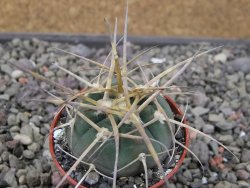 Gymnocalycium armatum, pot 5,5 cm - 12411335