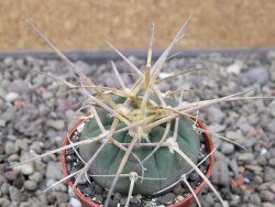 Gymnocalycium armatum, pot 5,5 cm - 12411336