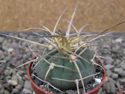 Gymnocalycium armatum, pot 5,5 cm - 12411338