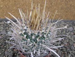 Echinofossulocactus erectocentrus El Potosí XL, květináč 6,5 cm