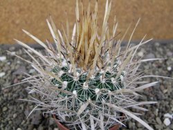 Echinofossulocactus erectocentrus El Potosí XL, květináč 6,5 cm - 12411347