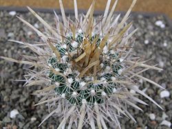 Echinofossulocactus erectocentrus El Potosí XL, květináč 6,5 cm - 12411349