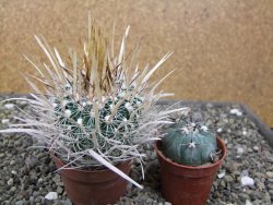 Echinofossulocactus erectocentrus El Potosí XL, květináč 6,5 cm - 12411350