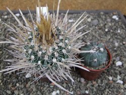 Echinofossulocactus erectocentrus El Potosí XL, květináč 6,5 cm - 12411351