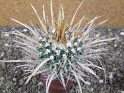 Echinofossulocactus erectocentrus El Potosí XL, květináč 6,5 cm - 12411358