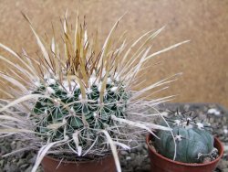 Echinofossulocactus erectocentrus El Potosí XL, květináč 6,5 cm - 12411363