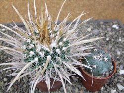 Echinofossulocactus erectocentrus El Potosí XL, květináč 6,5 cm - 12411364