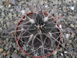 Gymnocalycium spegazzinii VS 120 Capillitas, květináč 5,5 cm - 12411365