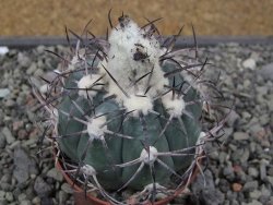Echinocactus horizonthalonius El Oso, pot 6,5 cm - 12411380