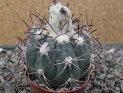 Echinocactus horizonthalonius El Oso, pot 6,5 cm - 12411382