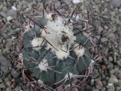 Echinocactus horizonthalonius El Oso, pot 6,5 cm - 12411383