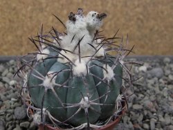 Echinocactus horizonthalonius El Oso, pot 6,5 cm - 12411385