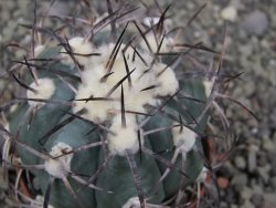 Echinocactus horizonthalonius El Oso, pot 6,5 cm - 12411386
