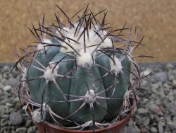 Echinocactus horizonthalonius El Oso, pot 6,5 cm - 12411388