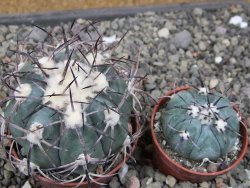 Echinocactus horizonthalonius El Oso, pot 6,5 cm - 12411390