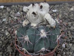 Echinocactus horizonthalonius El Oso, pot 6,5 cm