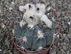 Echinocactus horizonthalonius El Oso, pot 6,5 cm - 12411392