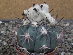 Echinocactus horizonthalonius El Oso, pot 6,5 cm - 12411393
