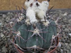Echinocactus horizonthalonius El Oso, pot 6,5 cm - 12411394