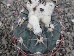 Echinocactus horizonthalonius El Oso, pot 6,5 cm - 12411395