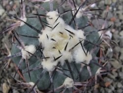 Echinocactus horizonthalonius El Oso, pot 6,5 cm - 12411398