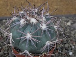 Echinocactus horizonthalonius El Oso, pot 6,5 cm