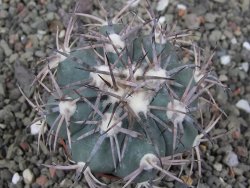 Echinocactus horizonthalonius El Oso, pot 6,5 cm - 12411405