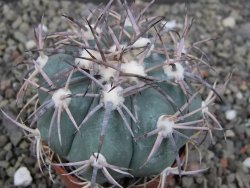Echinocactus horizonthalonius El Oso, pot 6,5 cm - 12411408