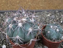 Echinocactus horizonthalonius El Oso, pot 6,5 cm - 12411410