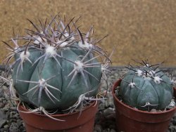 Echinocactus horizonthalonius El Oso, pot 6,5 cm - 12411411