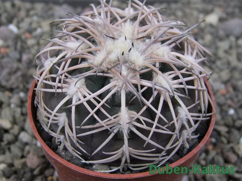 Gymnocalycium spegazzinii punillaense Tom 06-81/1 El Obelisco, pot 6,5 cm