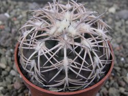 Gymnocalycium spegazzinii punillaense Tom 06-81/1 El Obelisco, pot 6,5 cm