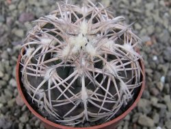 Gymnocalycium spegazzinii punillaense Tom 06-81/1 El Obelisco, pot 6,5 cm - 12411413