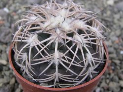 Gymnocalycium spegazzinii punillaense Tom 06-81/1 El Obelisco, pot 6,5 cm - 12411417