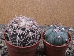 Gymnocalycium spegazzinii punillaense Tom 06-81/1 El Obelisco, pot 6,5 cm - 12411420