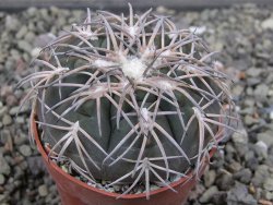 Gymnocalycium spegazzinii punillaense Tom 06-81/1 El Obelisco, pot 6,5 cm
