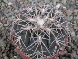 Gymnocalycium spegazzinii punillaense Tom 06-81/1 El Obelisco, pot 6,5 cm - 12411423