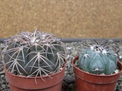 Gymnocalycium spegazzinii punillaense Tom 06-81/1 El Obelisco, pot 6,5 cm - 12411427