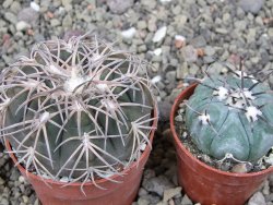 Gymnocalycium spegazzinii punillaense Tom 06-81/1 El Obelisco, pot 6,5 cm - 12411428
