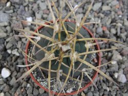 Gymnocalycium armatum, pot 5,5 cm