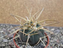 Gymnocalycium armatum, pot 5,5 cm - 12411432