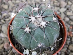 Echinocactus horizonthalonius KMR 22 Entroque Huizache, pot 5,5 cm