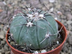 Echinocactus horizonthalonius KMR 22 Entroque Huizache, pot 5,5 cm - 12411443
