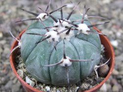 Echinocactus horizonthalonius KMR 22 Entroque Huizache, pot 5,5 cm