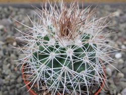 Parodia roseoalba nad San Pedro, pot 5,5 cm